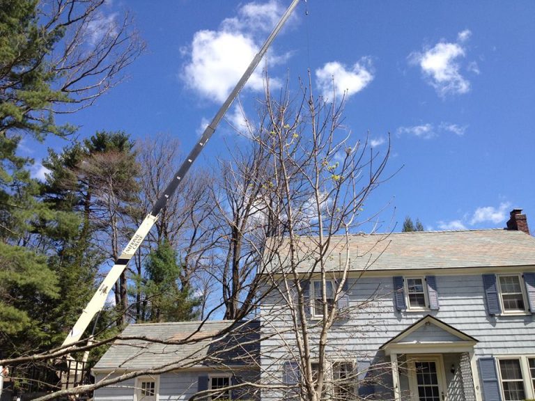 Tree Removal Albany Albany Tree Service Delmar Tree Service Delmar